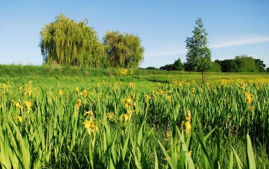 Михайлівка з panoramio.com - Михайлівка