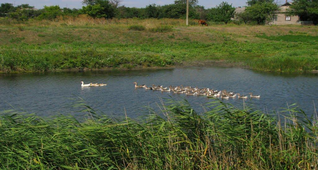 Времівка з panoramio.com - Времівка