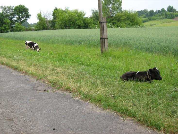 Половинники з panoramio.com - Половинники