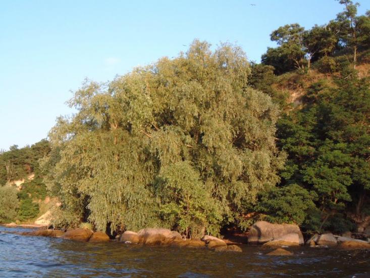 Велика Андрусівка з panoramio.com - Велика Андрусівка