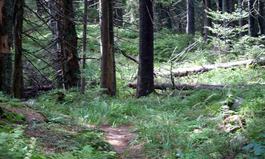 Нижня Рожанка з panoramio.com - Нижняя Рожанка