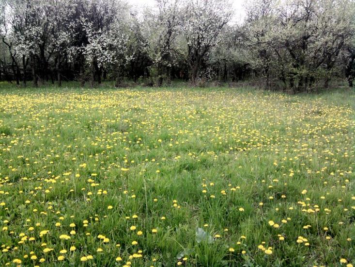 Глушківці з panoramio.com - Глушківці