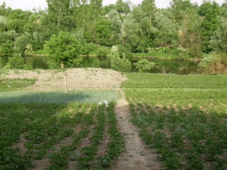 Щурівці з panoramio.com - Щуровцы