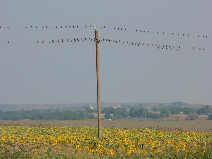 Бринівка з panoramio.com - Бринівка