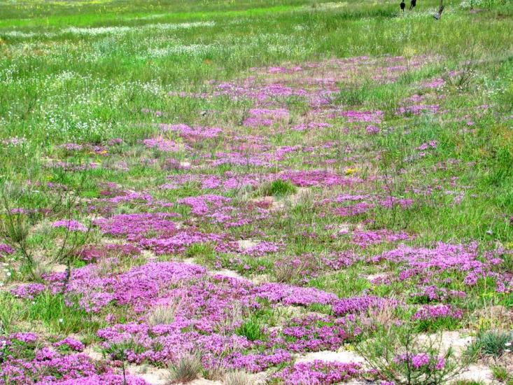 Бабка з panoramio.com - Бабка