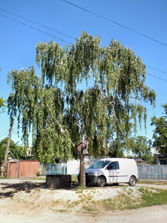 Липовець з panoramio.com - Липовец