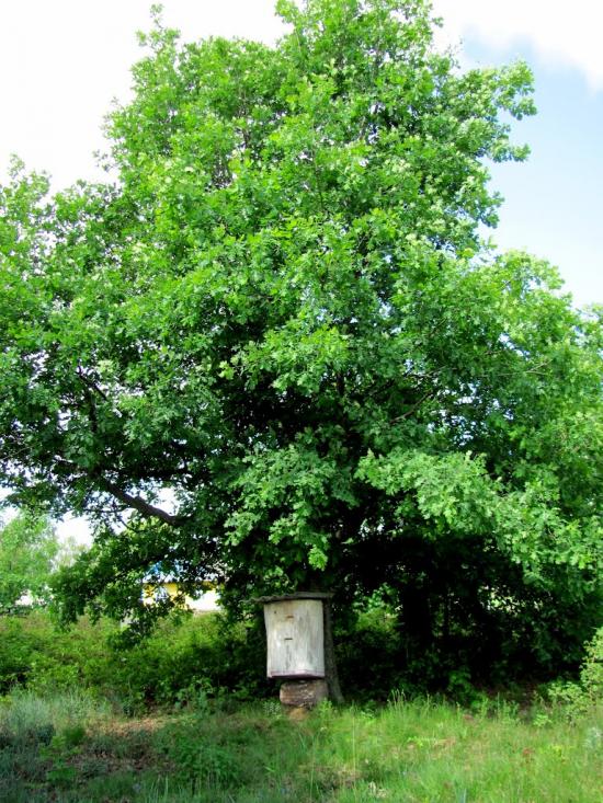 Карасин з panoramio.com - Карасин
