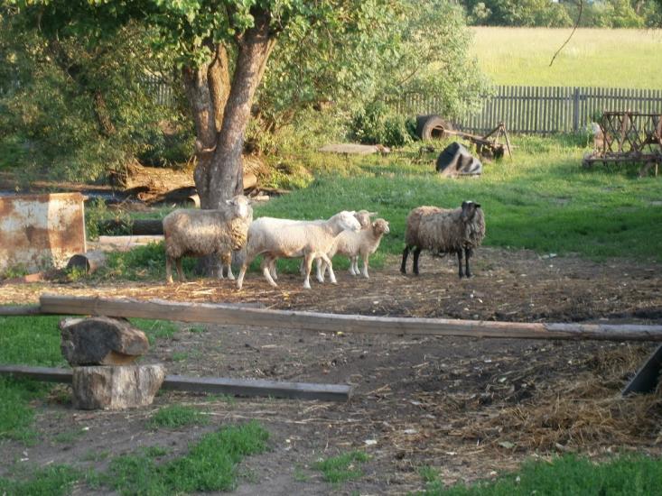 Рачки з panoramio.com - Рачки