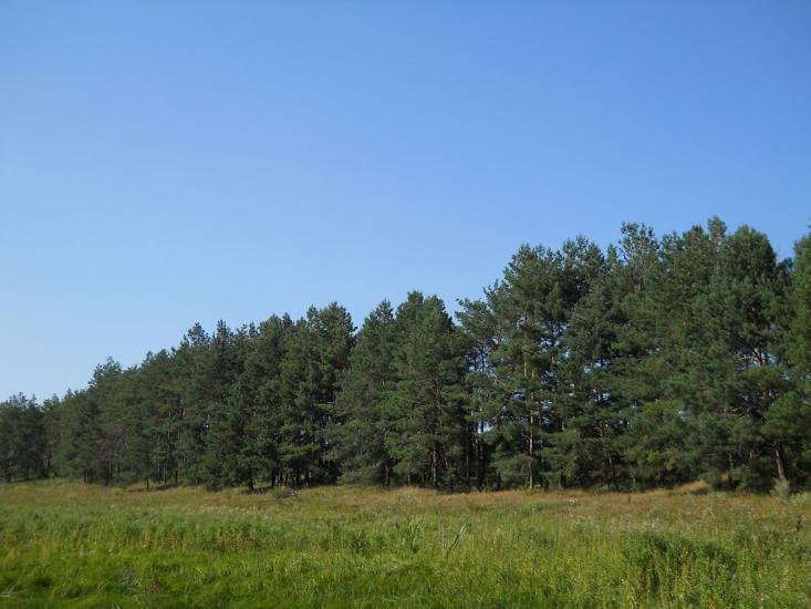 Кошляки з panoramio.com - Кошляки