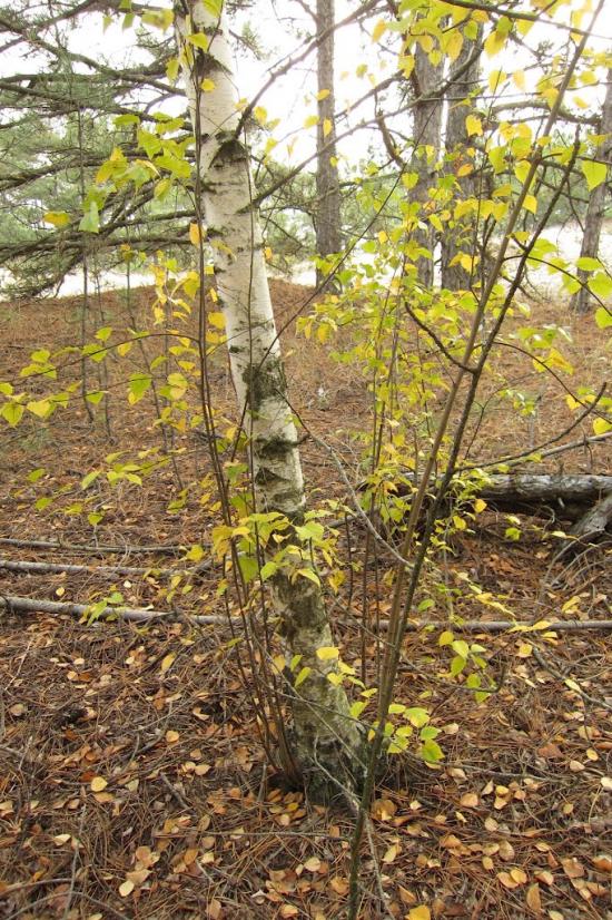 Козачі Лагері з panoramio.com - Козачие Лагеря