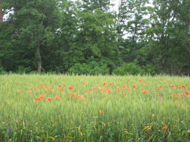 Старосілля з panoramio.com - Старосілля