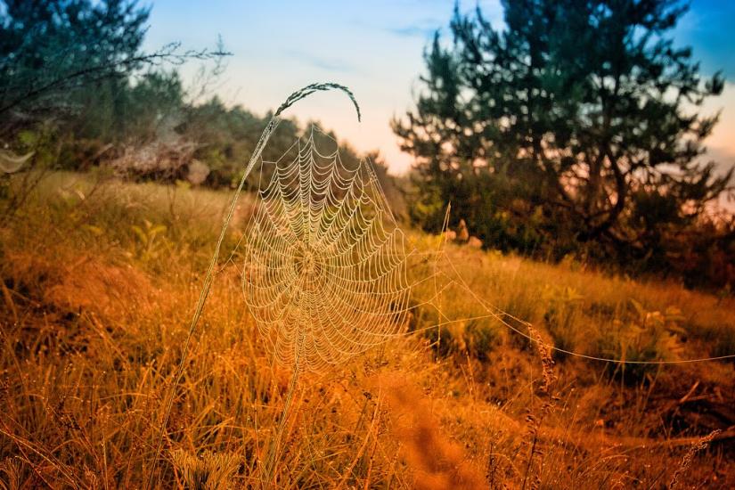 Перешпа з panoramio.com - Перешпа