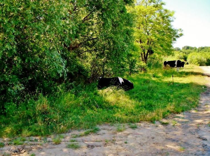 Козацьке з panoramio.com - Казацкое