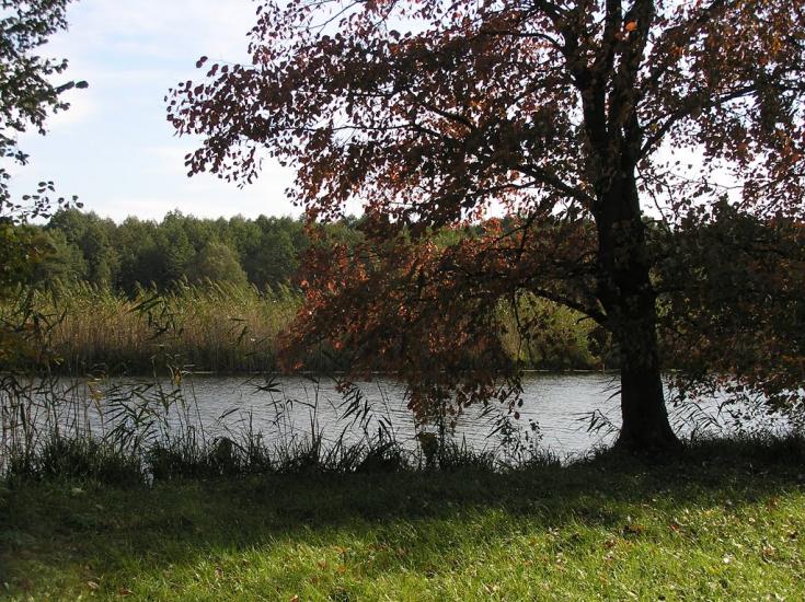 Красна Лука з panoramio.com - Красная Лука