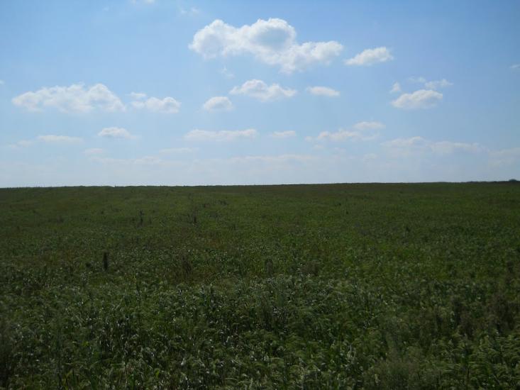 Кошляки з panoramio.com - Кошляки