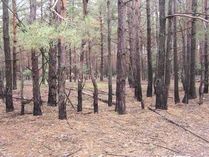 Глібівка з panoramio.com - Глебовка