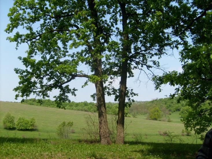 Кодима з panoramio.com - Кодима