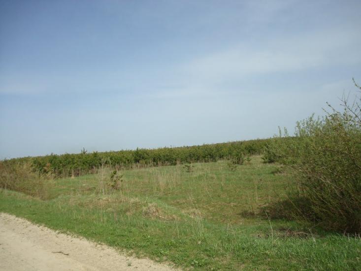 Голоби з panoramio.com - Голоби