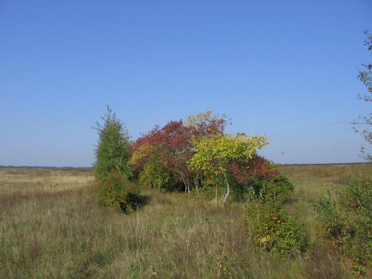 Малійки з panoramio.com - Maliyky