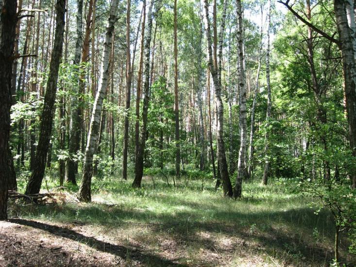 Кролевець з panoramio.com - Кролевец