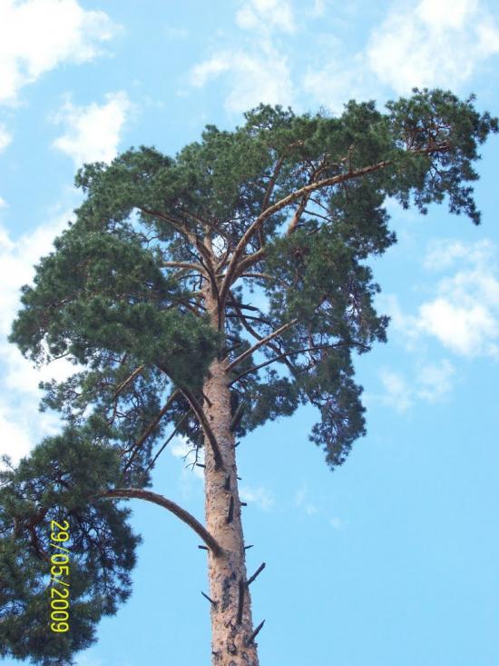 Горбове з panoramio.com - Горбовое