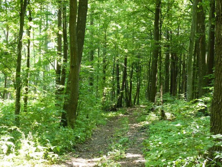 Медвин з panoramio.com - Медвин