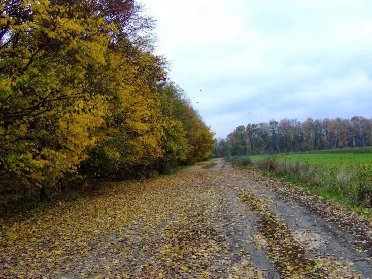 Онуфріївка з panoramio.com - Онуфріївка