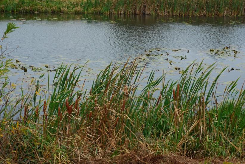 Остапівка з panoramio.com - Остаповка