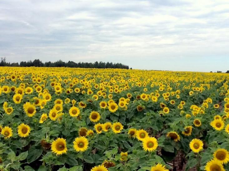 Вабля з panoramio.com - Вабля