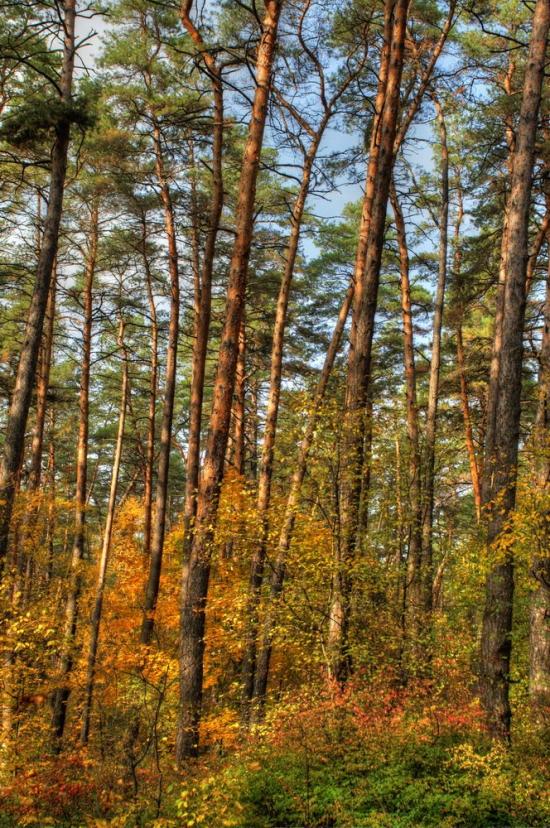 Задонецьке з panoramio.com - Zadonetske