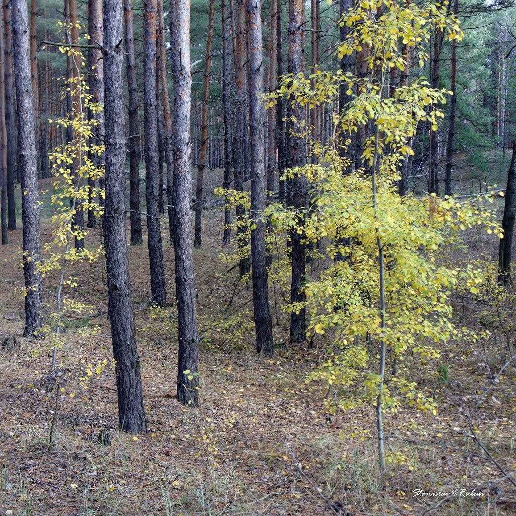 Шульгівка з panoramio.com - Шульговка