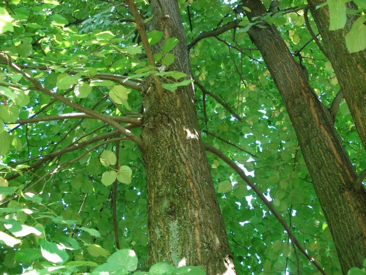Бахмач з panoramio.com - Бахмач