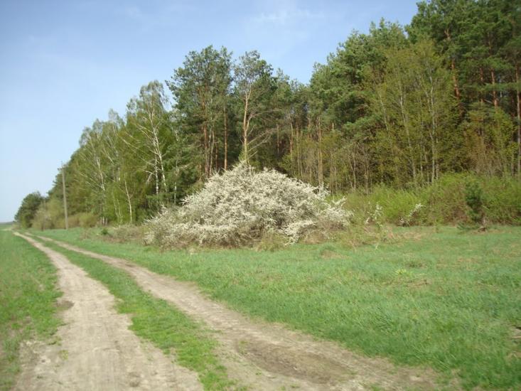 Вівчицьк з panoramio.com - Вовчицк