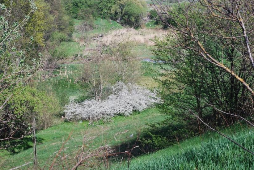 Черняхів з panoramio.com - Черняхів