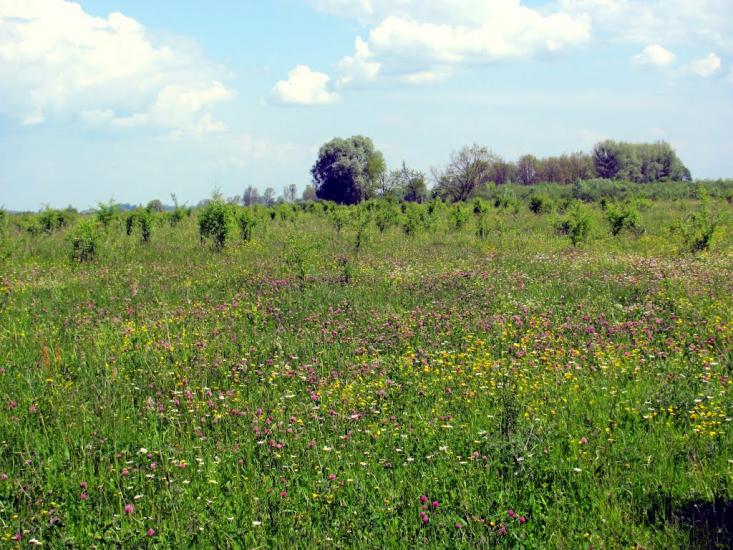 Дубровиця з panoramio.com - Дубровица