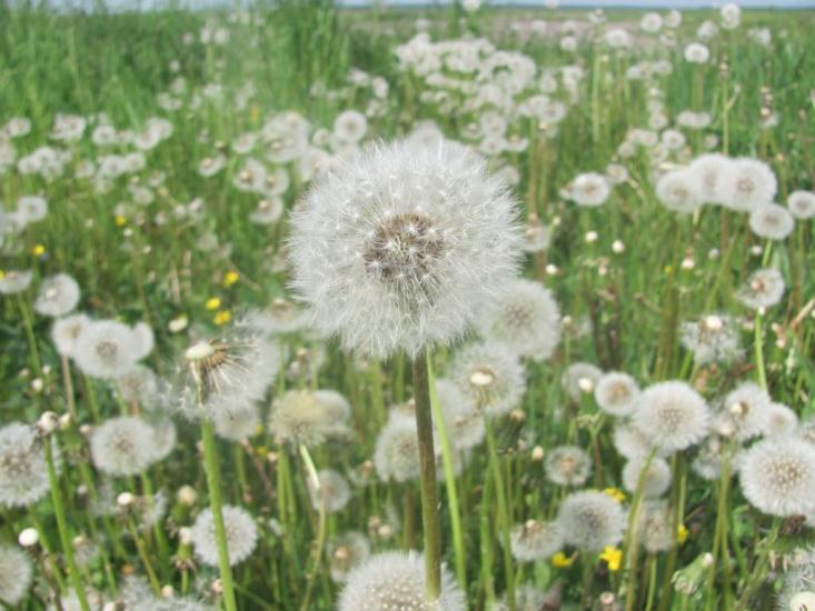 Островки з panoramio.com - Островки