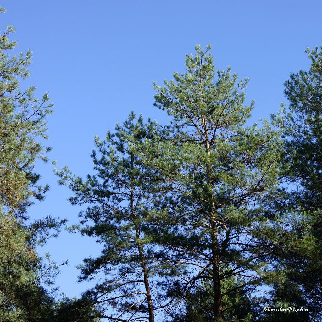 Шульгівка з panoramio.com - Шульговка