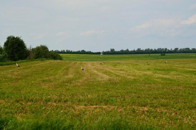 Золотий Потік з panoramio.com - Золотий Потік