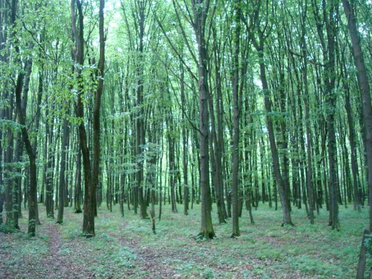 Ставчани з panoramio.com - Ставчаны