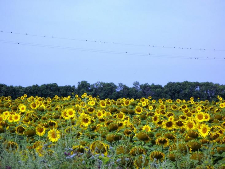 Людвинівка з panoramio.com - Людвинівка