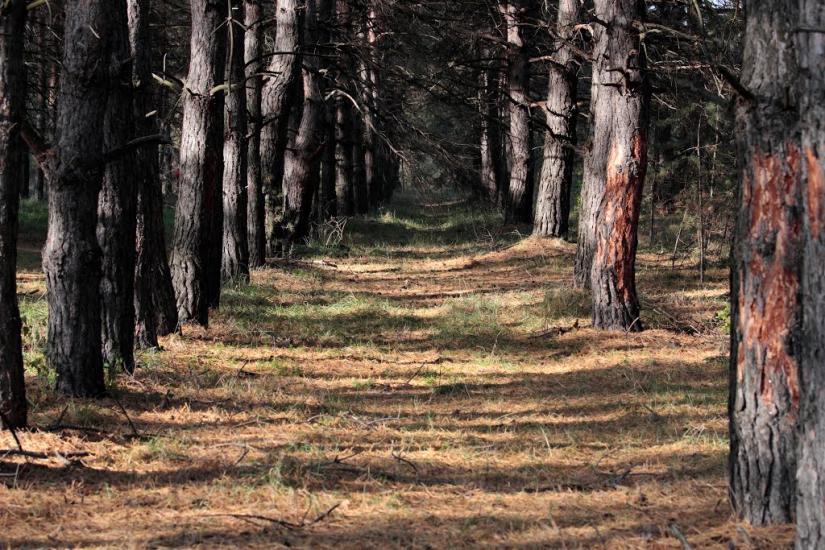 Шульгівка з panoramio.com - Шульговка