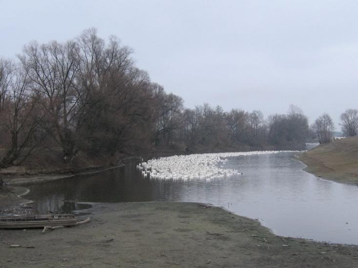 Велика Чернеччина з panoramio.com - Велика Чернеччина