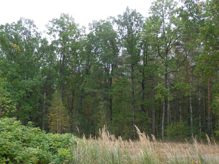 Горщик з panoramio.com - Горщик