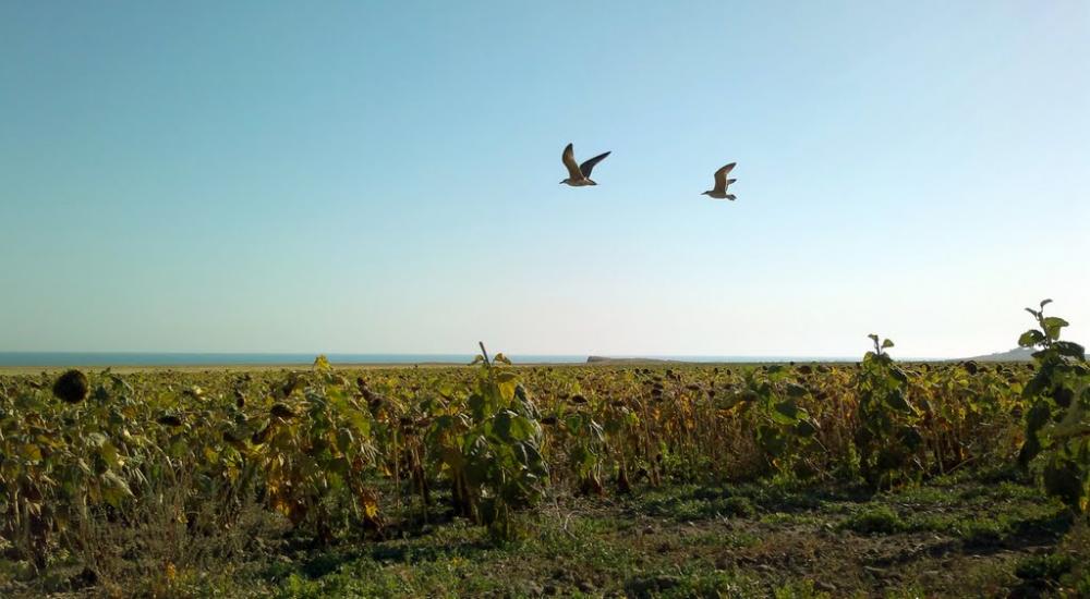 Завітне з panoramio.com - Завітне