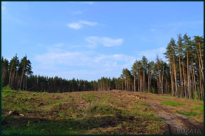 Кулики з panoramio.com - Кулики