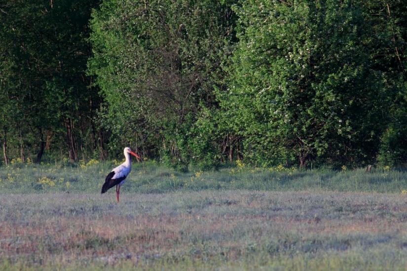Вовчанськ з panoramio.com - Волчанск