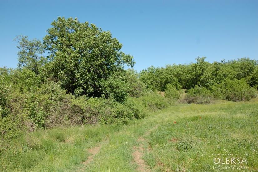 Долинне з panoramio.com - Долинне