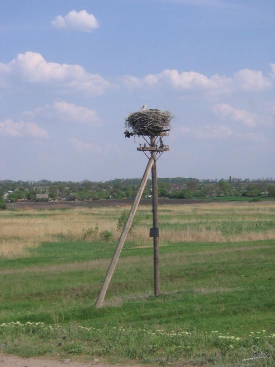 Новоселівка з panoramio.com - Новоселівка