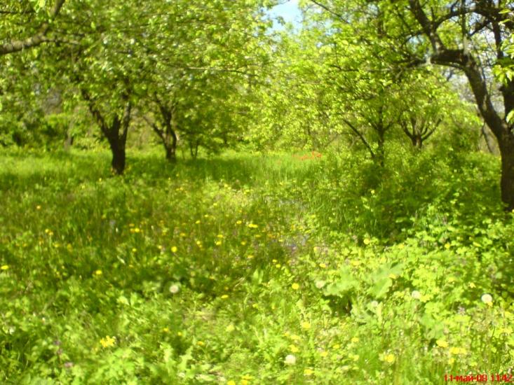 Козацьке з panoramio.com - Казацкое