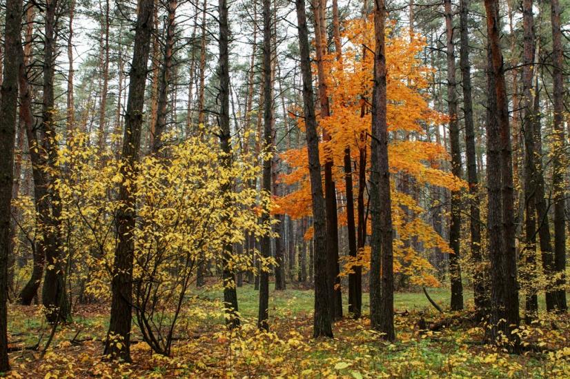 Задонецьке з panoramio.com - Zadonetske